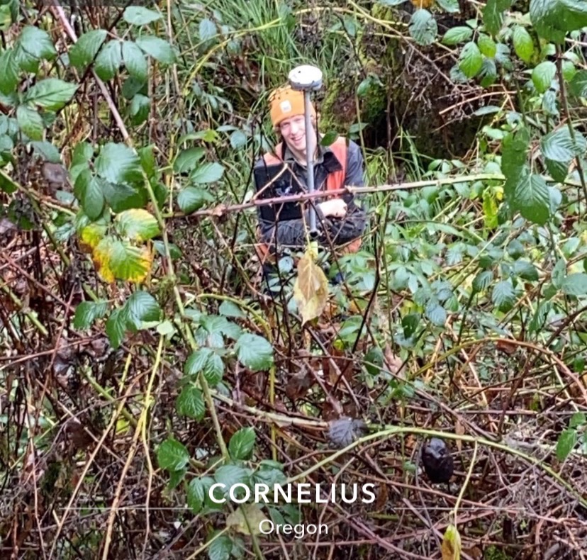 KLS surveyor collecting GPS data in dense blackberry brush