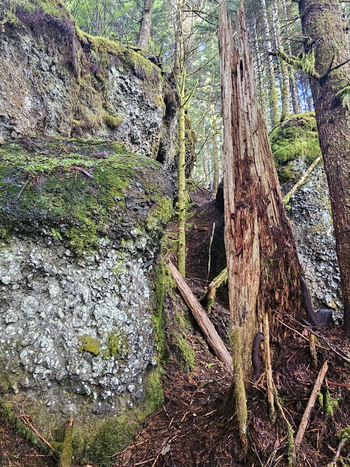 Rugged moss-covered rock formations along a forest survey route