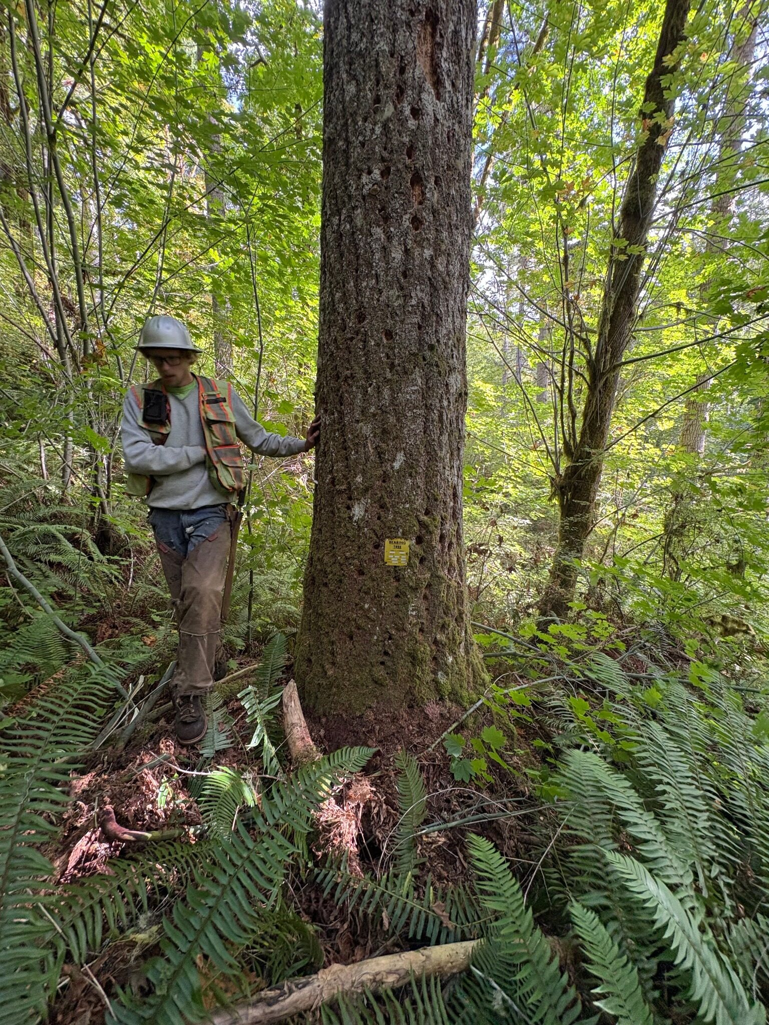 KLS field crew member locating a bearing tree in the forest